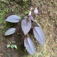 Henckelia communis (Gardner) D.J.Middleton & Mich.Möller